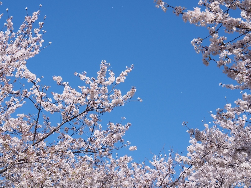 満開の桜と菜の花 - 幸手権現堂桜堤_c0136507_15455296.jpg