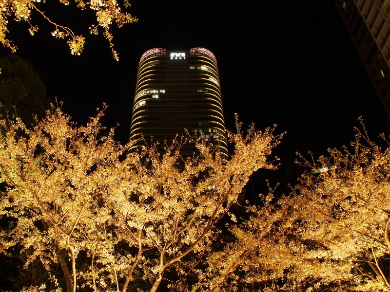 夜桜 - 東京のビルの狭間で_c0136507_16274214.jpg