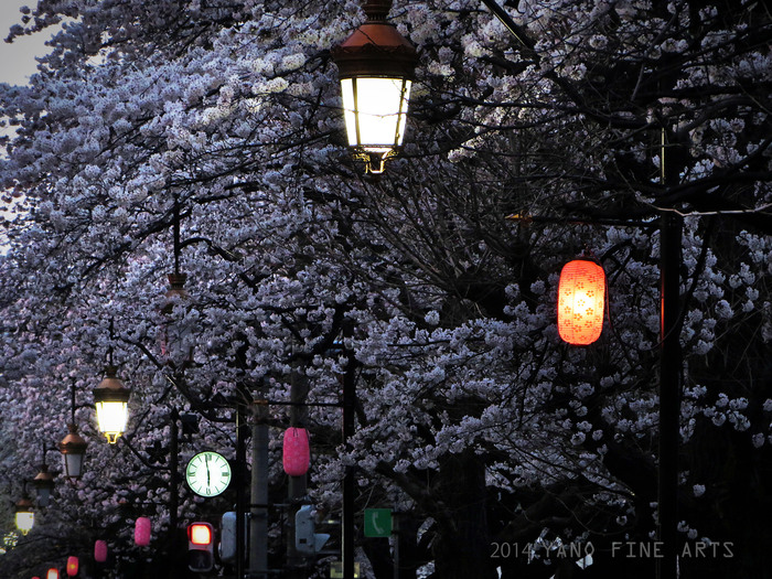 夜桜 ♬_b0147808_18383117.jpg