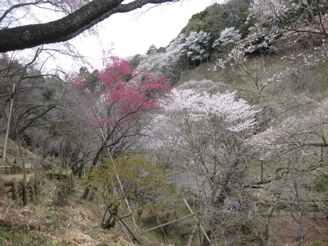 多摩森林科学園_a0138609_8104466.jpg