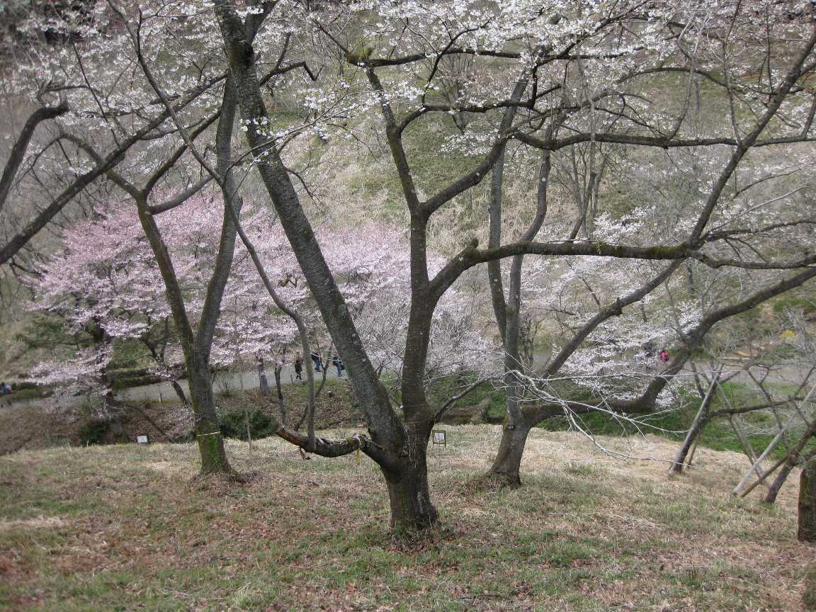 多摩森林科学園_a0138609_8111946.jpg