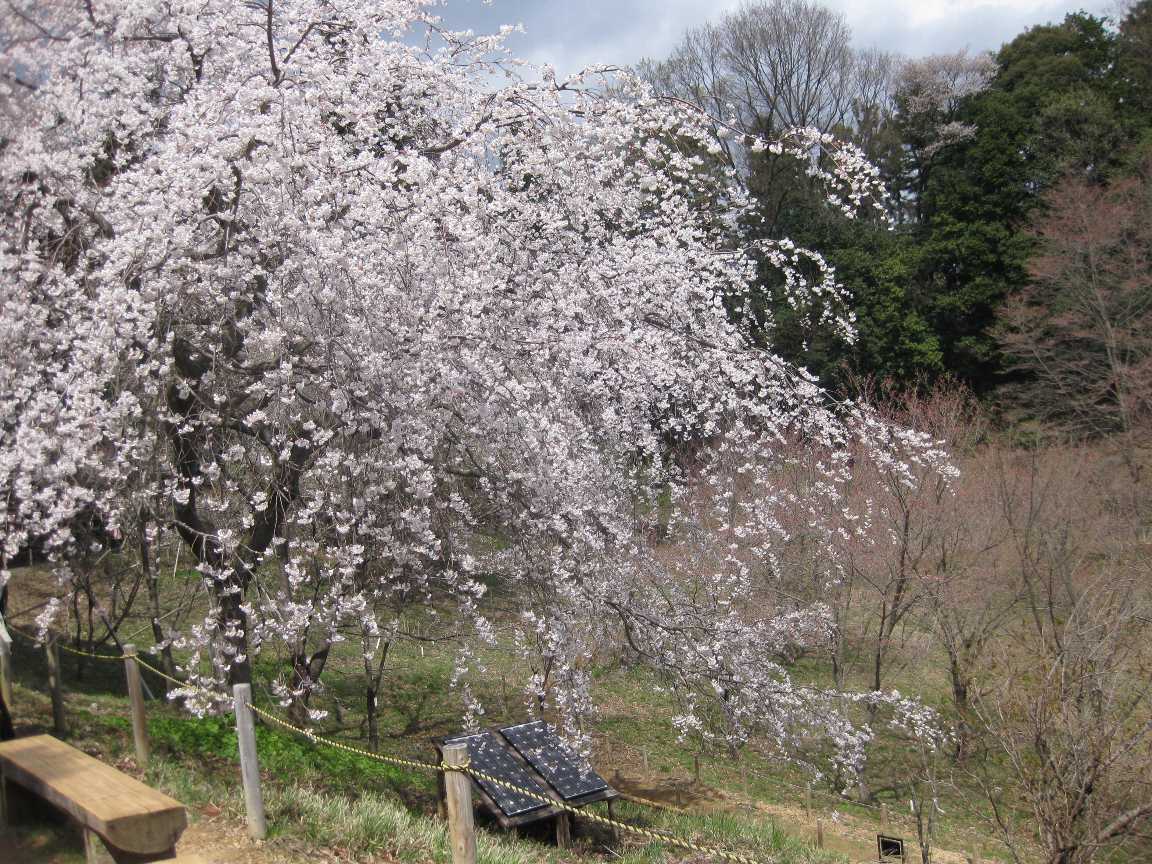 多摩森林科学園_a0138609_894587.jpg