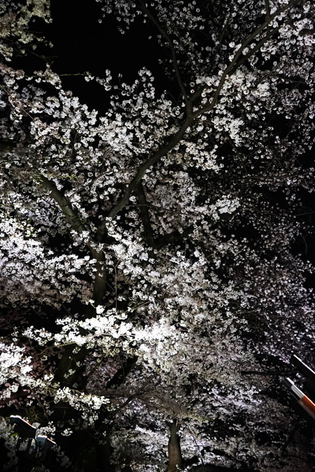 千鳥ヶ淵の夜桜2_a0263109_21273053.jpg