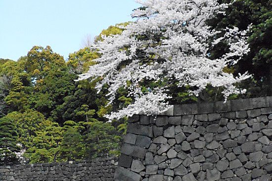 皇居の桜（乾通り一般公開）へ_e0255509_21275757.jpg