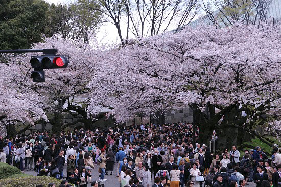 皇居の桜（乾通り一般公開）へ_e0255509_22122025.jpg