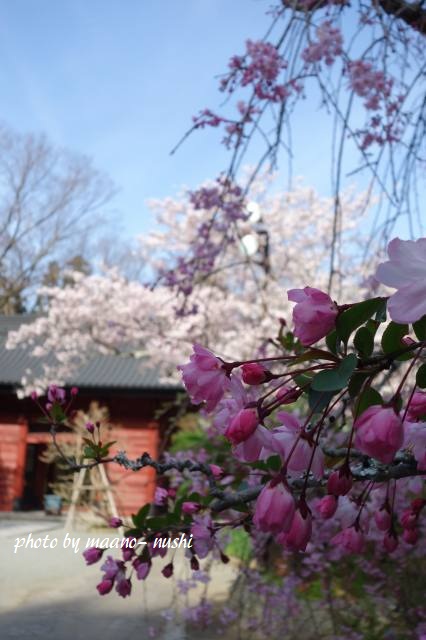 鶴岡八幡宮の桜_c0155110_19444789.jpg