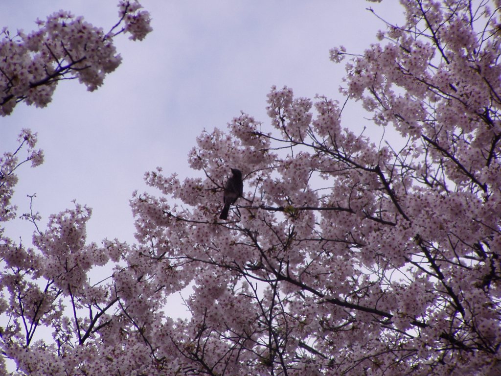 桜の花びら　舞い散る_f0324510_15160214.jpg