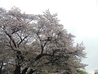 e0059513_1151033.jpg