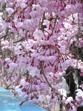 散り際の桜_b0114515_2119252.gif