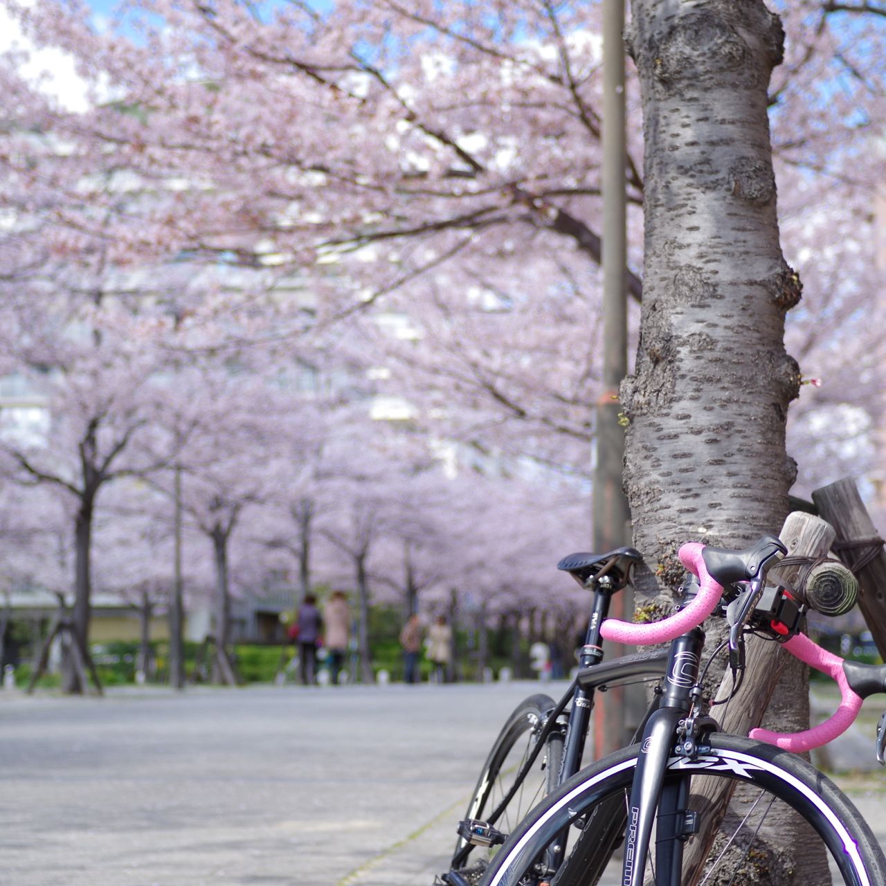 さくらの花散る頃_b0168516_21273256.jpg