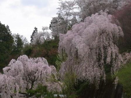 さくら・桜・サクラ４_d0162516_1256189.jpg