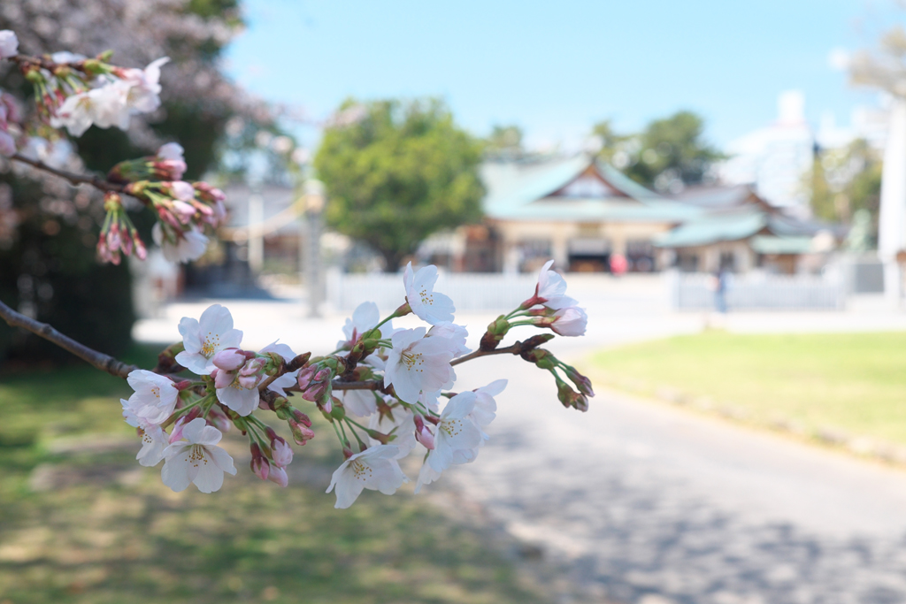 広島城の桜_a0287517_1916496.jpg