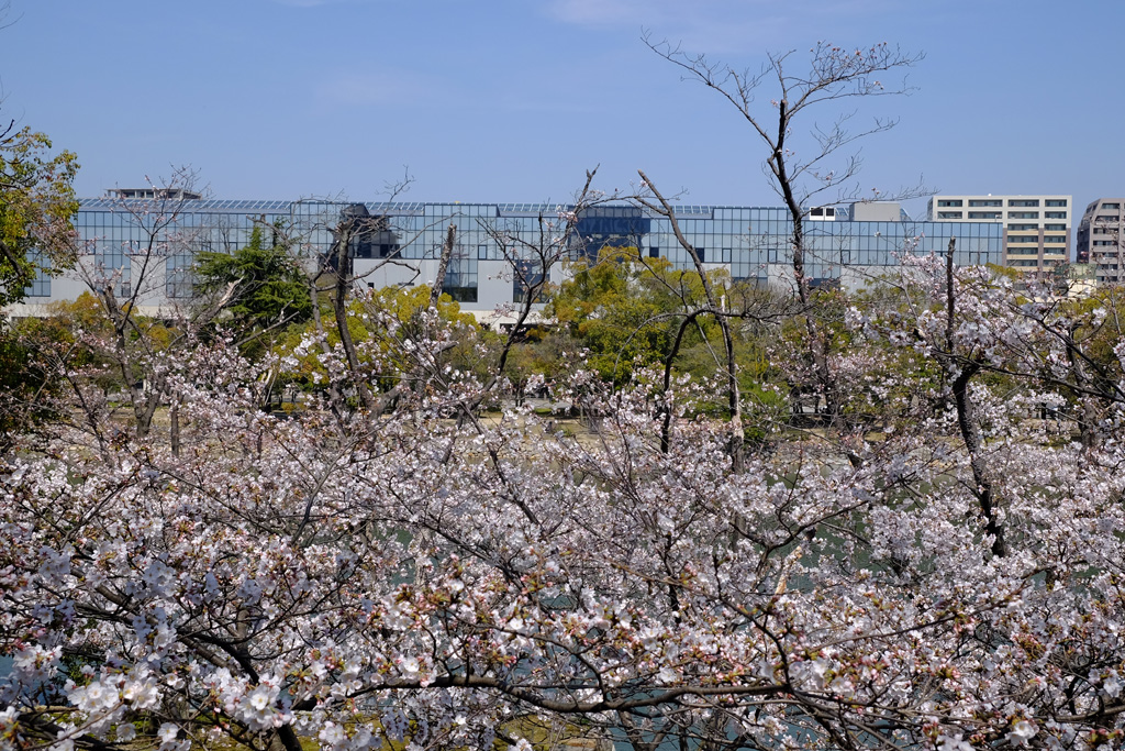 広島城の桜_a0287517_1916673.jpg