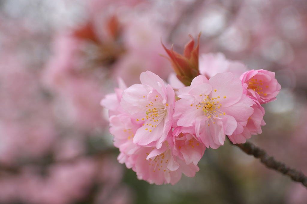 広島城の桜_a0287517_19173478.jpg