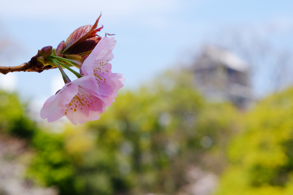 広島城の桜_a0287517_1917914.jpg