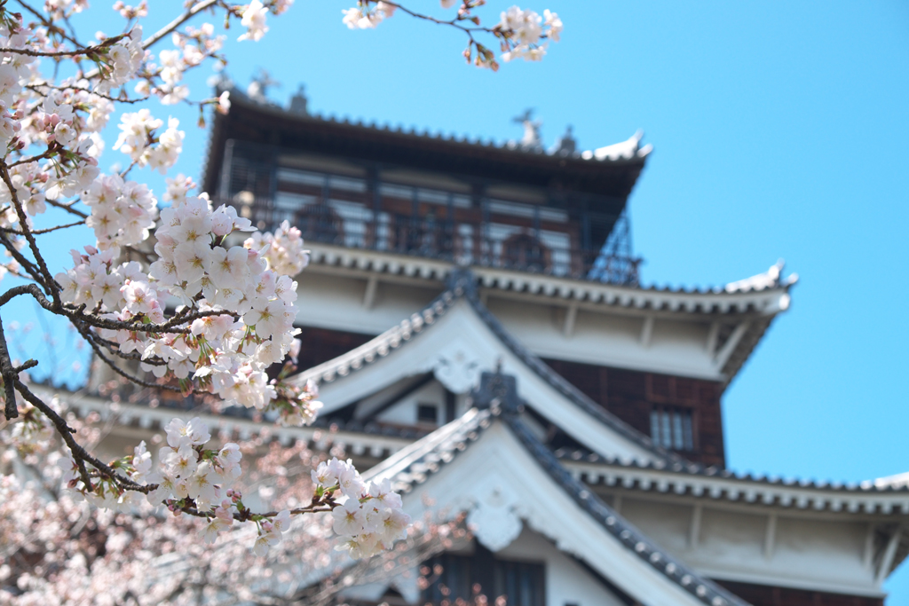 広島城の桜_a0287517_1920345.jpg