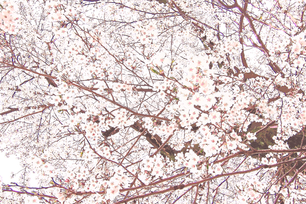 好みの桜色へ_e0203019_00192249.jpg