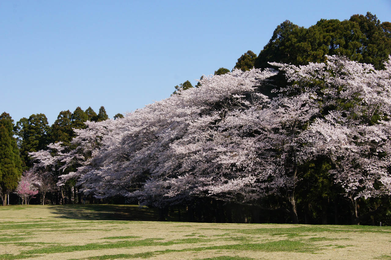 泉の桜とカワちゃん_c0002621_1254332.jpg