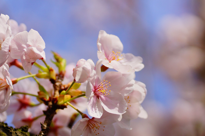 sakura_e0077521_2221195.jpg