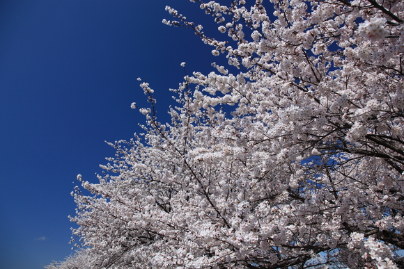 埼玉県本庄市児玉町 こだま千本桜 Favorite Photo