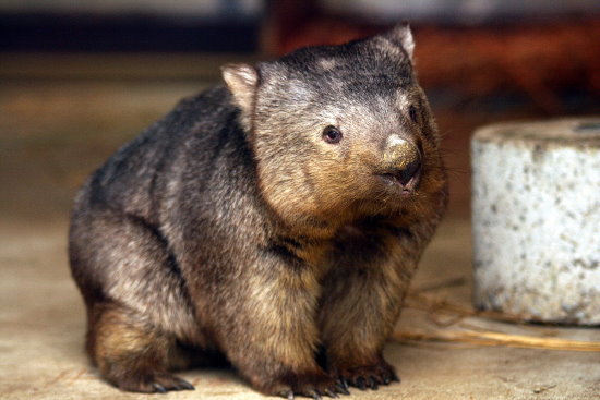 触れるウォンバット 動物園放浪記