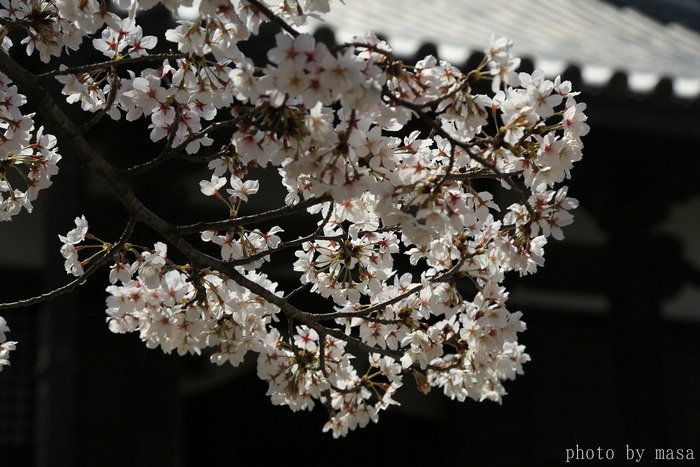 ちょこっと明日香路～橘寺_d0283427_16512954.jpg