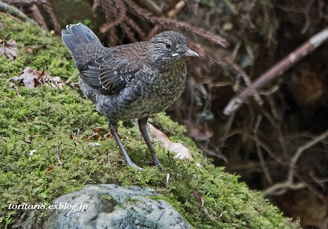 箕面のカワガラス_e0331427_20171985.jpg