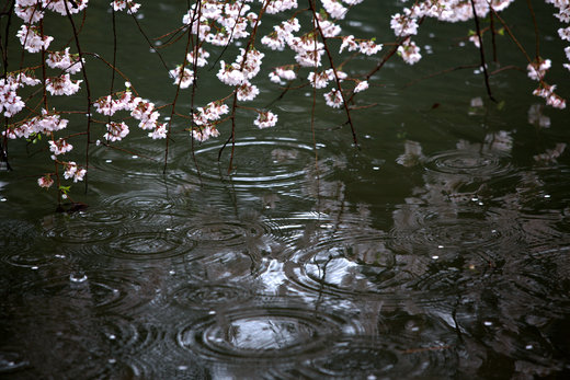 雨のち桜_e0311229_2229416.jpg