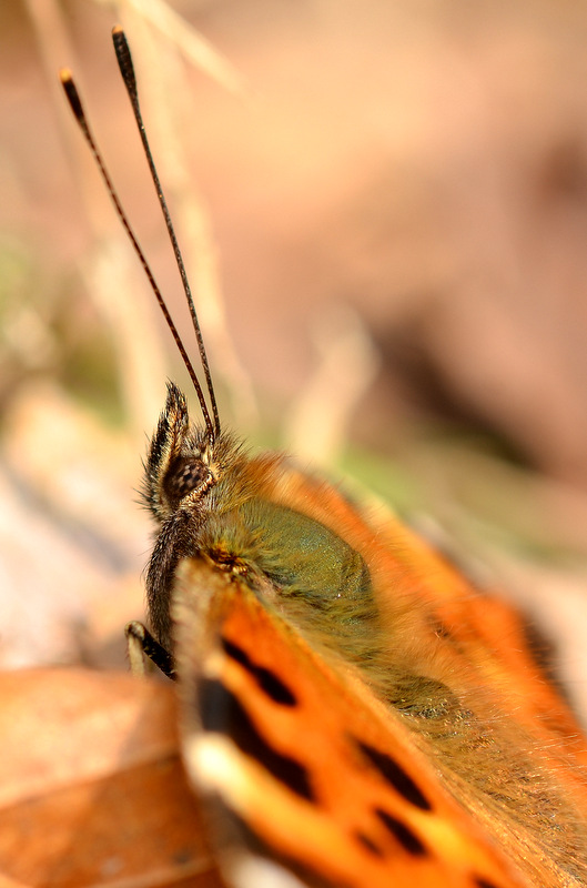 c0286530_21132145.jpg