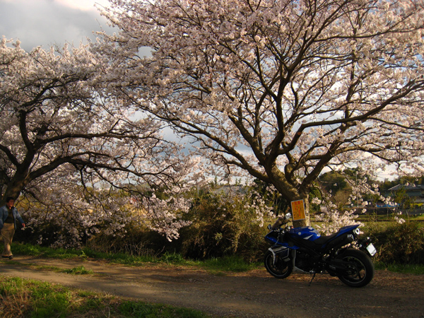 今井の桜と4回目のオイル交換　（YZF-R1）_f0126932_0412397.jpg