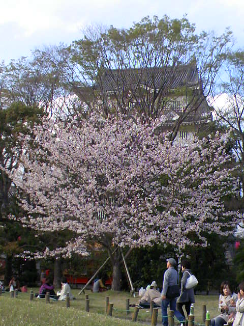 2014年　桜_f0034334_174334.jpg