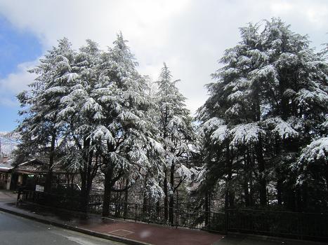 春の雪と桜_b0177436_22163945.jpg