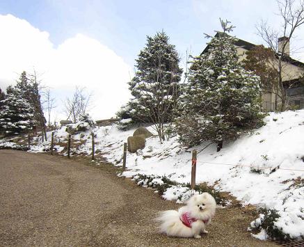 春の雪と桜_b0177436_22255492.jpg
