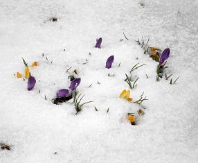 春の雪と桜_b0177436_2240750.jpg