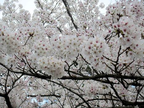 春の雪と桜_b0177436_22424143.jpg