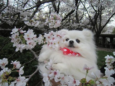 春の雪と桜_b0177436_22425915.jpg