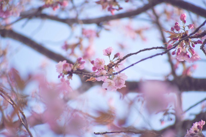 遅咲きの桜咲く_d0157736_19193657.jpg