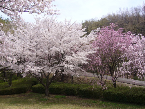 桜・・桜・・Ⅱ　Cherry Blossoms Ⅱ_a0250338_22443182.jpg