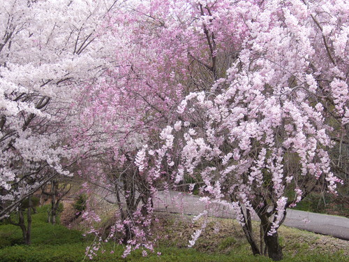 桜・・桜・・Ⅱ　Cherry Blossoms Ⅱ_a0250338_2259352.jpg