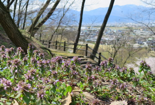 桜･･･曽根丘陵公園にて_b0178339_16533820.jpg