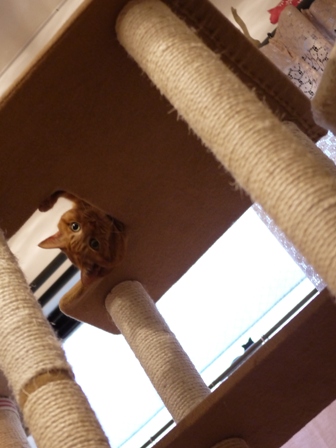 まっすぐならんでる猫 しぇるてぃぁらみるきぃ編。_a0143140_2224448.jpg