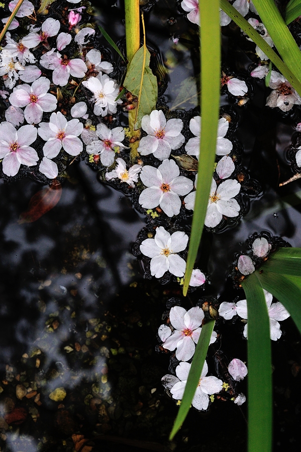 近場　桜　巡り-２_d0148541_21705.jpg