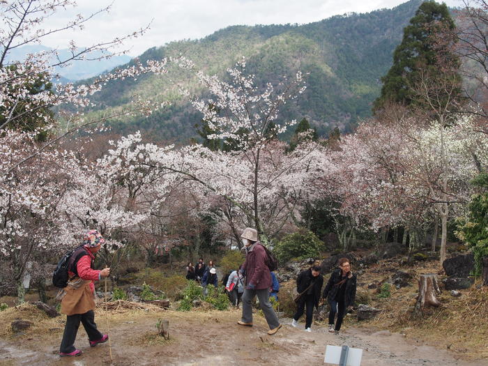 天空の別天地竹田城立雲峡 りつうんきょう 桜ウォーク Noraばばの お遊び記