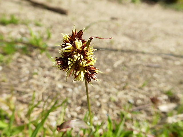 春の野の花ー７、白花蒲公英、姫ウズ、爪草、雀の槍、野豌豆三姉妹、小鬼田平子、ラプンツェル、長実雛罌粟_c0051143_23121960.jpg