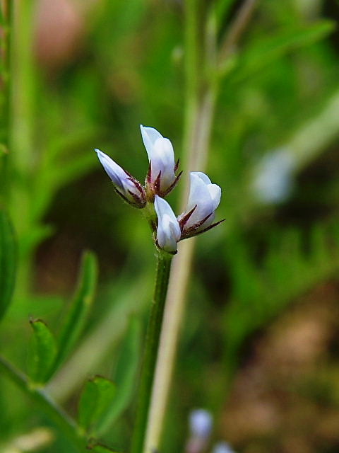 春の野の花ー７、白花蒲公英、姫ウズ、爪草、雀の槍、野豌豆三姉妹、小鬼田平子、ラプンツェル、長実雛罌粟_c0051143_23141319.jpg