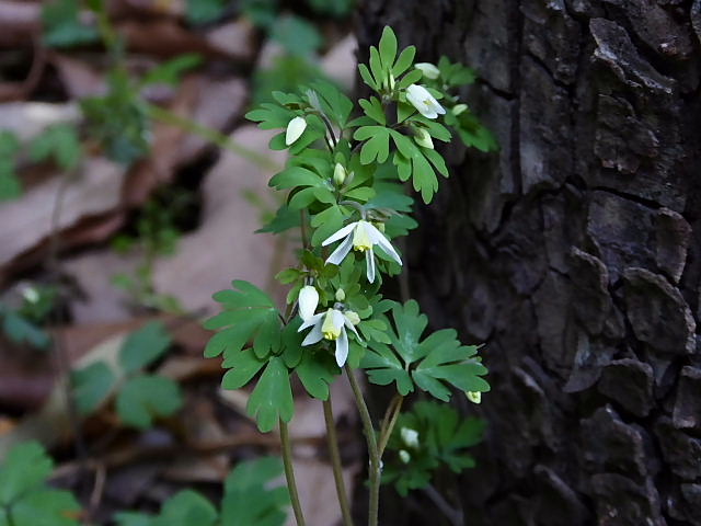 春の野の花ー７、白花蒲公英、姫ウズ、爪草、雀の槍、野豌豆三姉妹、小鬼田平子、ラプンツェル、長実雛罌粟_c0051143_2332524.jpg