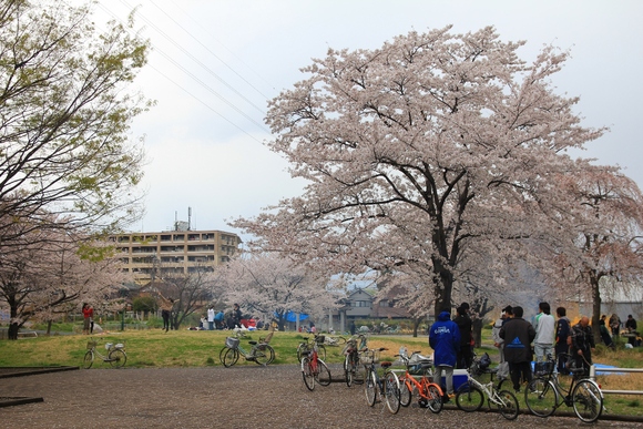 はなみ　2014.04.06_d0132743_2392216.jpg