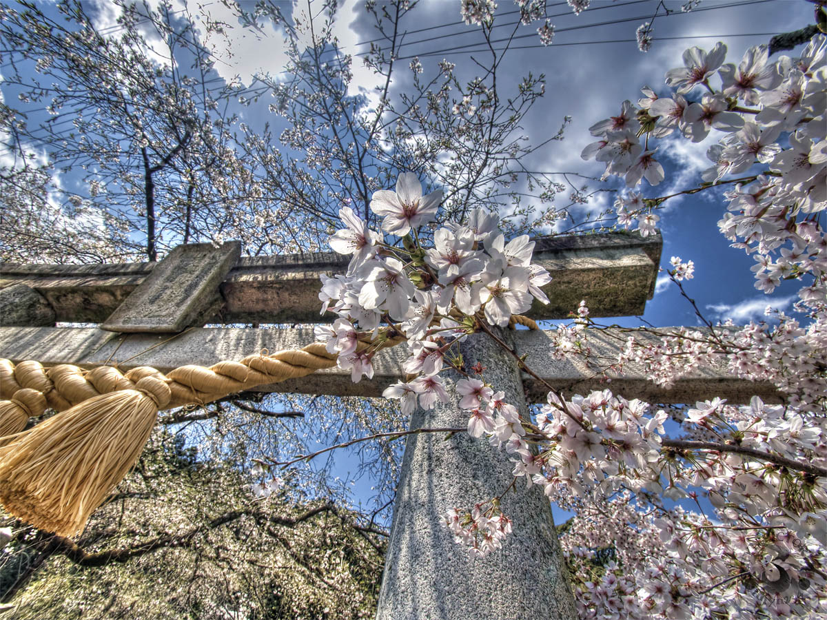 鳥居と注連縄と桜_b0135347_22425134.jpg