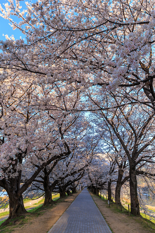 背割堤・桜並木_f0155048_0242212.jpg