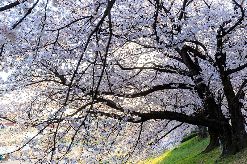 背割堤・桜並木_f0155048_0243990.jpg